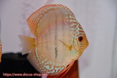画像2: 【ディスカス】【通販】トロンベタスヘッケルクロス（タイプイエロー）【個体ペア販売】11cm（生体）マレーシア　KLディスカスファーム (2)