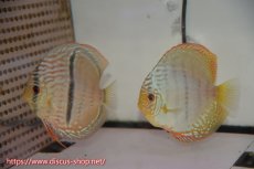 画像1: 【ディスカス】【通販】トロンベタスヘッケルクロス（タイプイエロー）【個体ペア販売】11cm（生体）マレーシア　KLディスカスファーム (1)