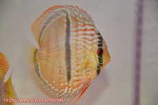 画像5: 【ディスカス】【通販】トロンベタスヘッケルクロス（タイプイエロー）【個体ペア販売】11cm（生体）マレーシア　KLディスカスファーム (5)
