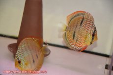 画像1: 【 中秋のディスカスペア祭り 】【ディスカス】【通販】トロンベタスヘッケルクロス（タイプイエロー）【個体ペア販売】11cm（生体）マレーシア　KLディスカスファーム (1)