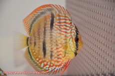 画像5: 【 中秋のディスカスペア祭り 】【ディスカス】【通販】トロンベタスヘッケルクロス（タイプイエロー）【個体ペア販売】11cm（生体）マレーシア　KLディスカスファーム (5)