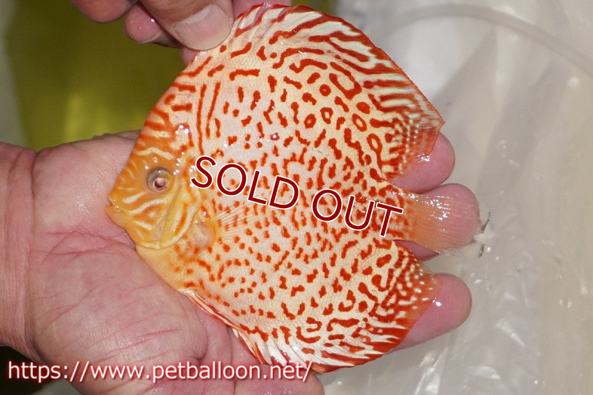 画像2: 【ディスカス】【通販】アルビノリングレオパード【個体販売】12cm（生体）マレーシア　KLディスカスファーム (2)
