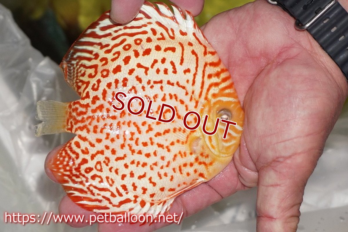 画像3: 【ディスカス】【通販】アルビノリングレオパード【個体販売】12cm（生体）マレーシア　KLディスカスファーム (3)