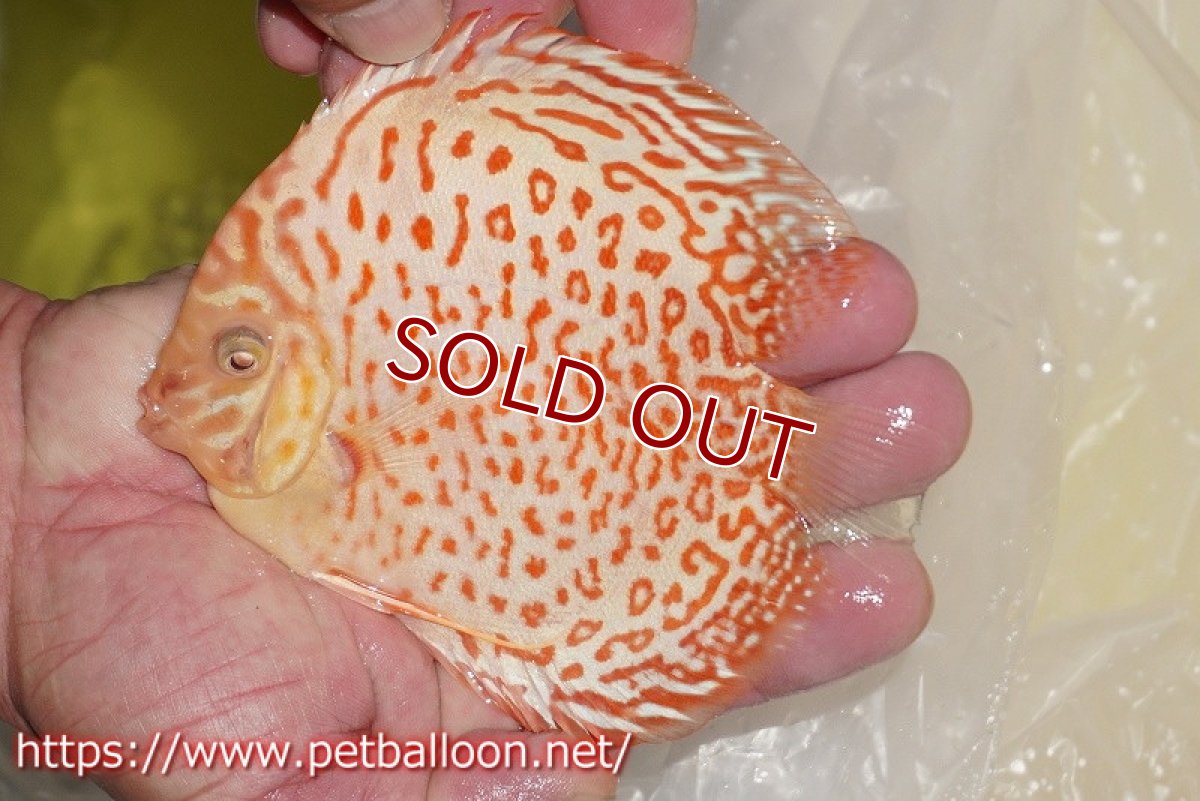 画像2: 【ディスカス】【通販】アルビノリングレオパード【個体販売】12cm（生体）マレーシア　KLディスカスファーム (2)