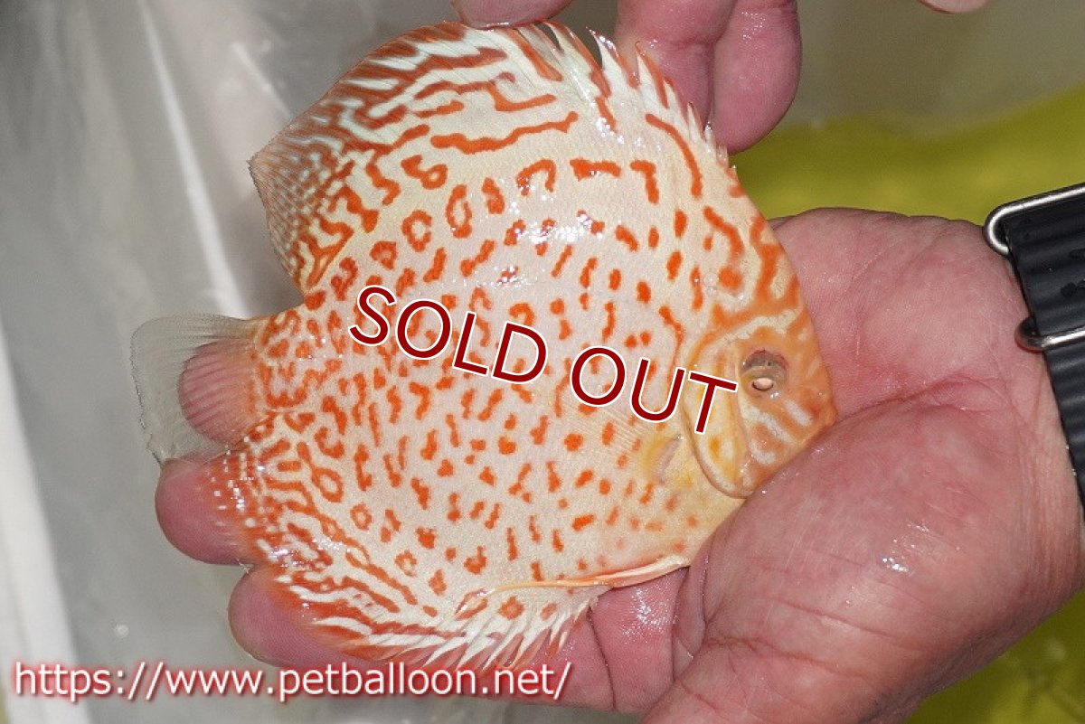 画像3: 【ディスカス】【通販】アルビノリングレオパード【個体販売】12cm（生体）マレーシア　KLディスカスファーム (3)