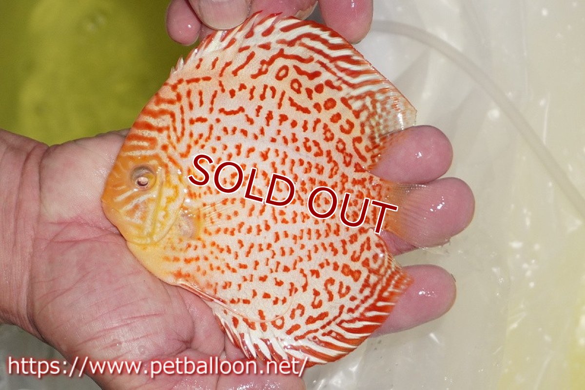 画像2: 【ディスカス】【通販】アルビノリングレオパード【個体販売】12cm（生体）マレーシア　KLディスカスファーム (2)