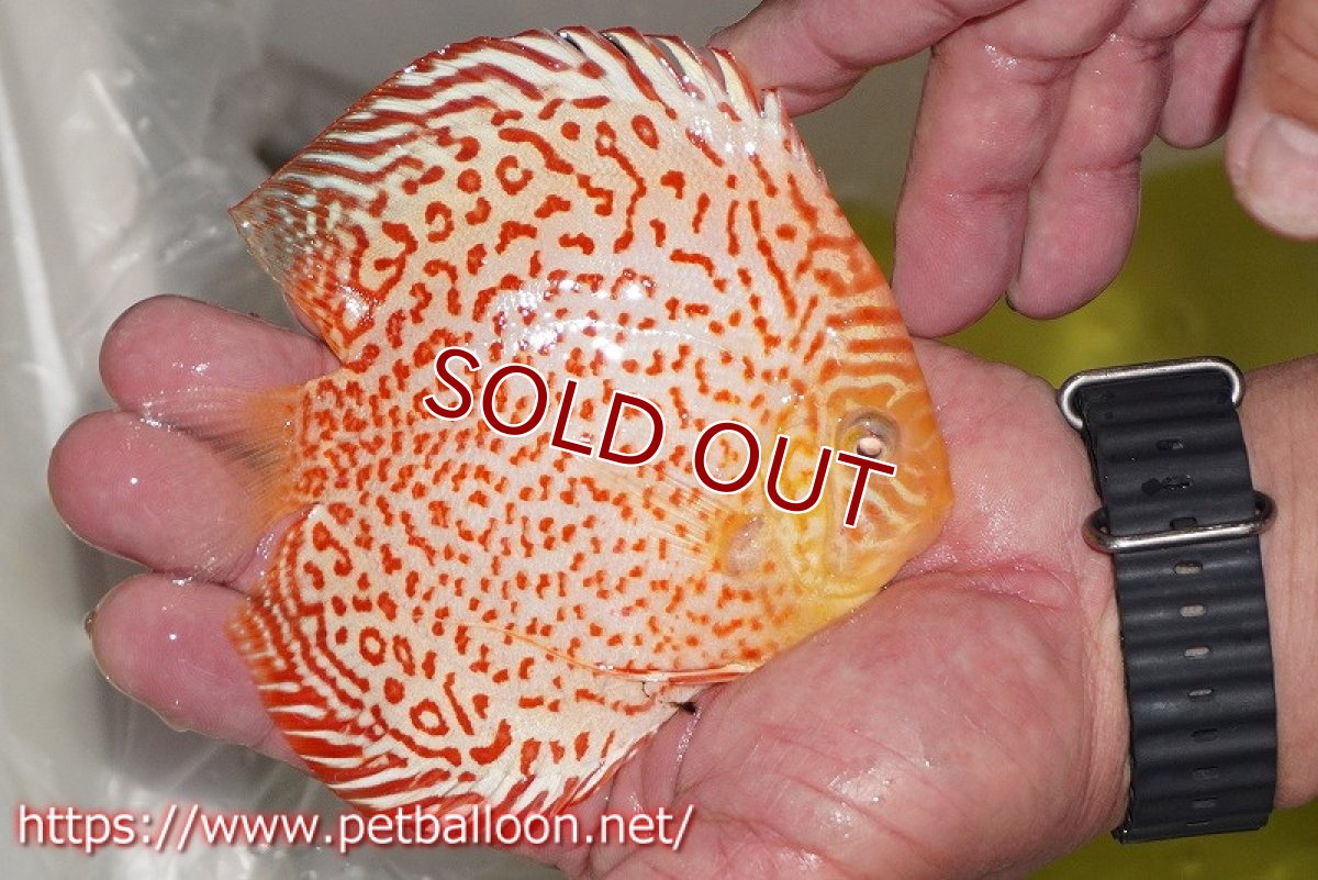 画像3: 【ディスカス】【通販】アルビノリングレオパード【個体販売】12cm（生体）マレーシア　KLディスカスファーム (3)