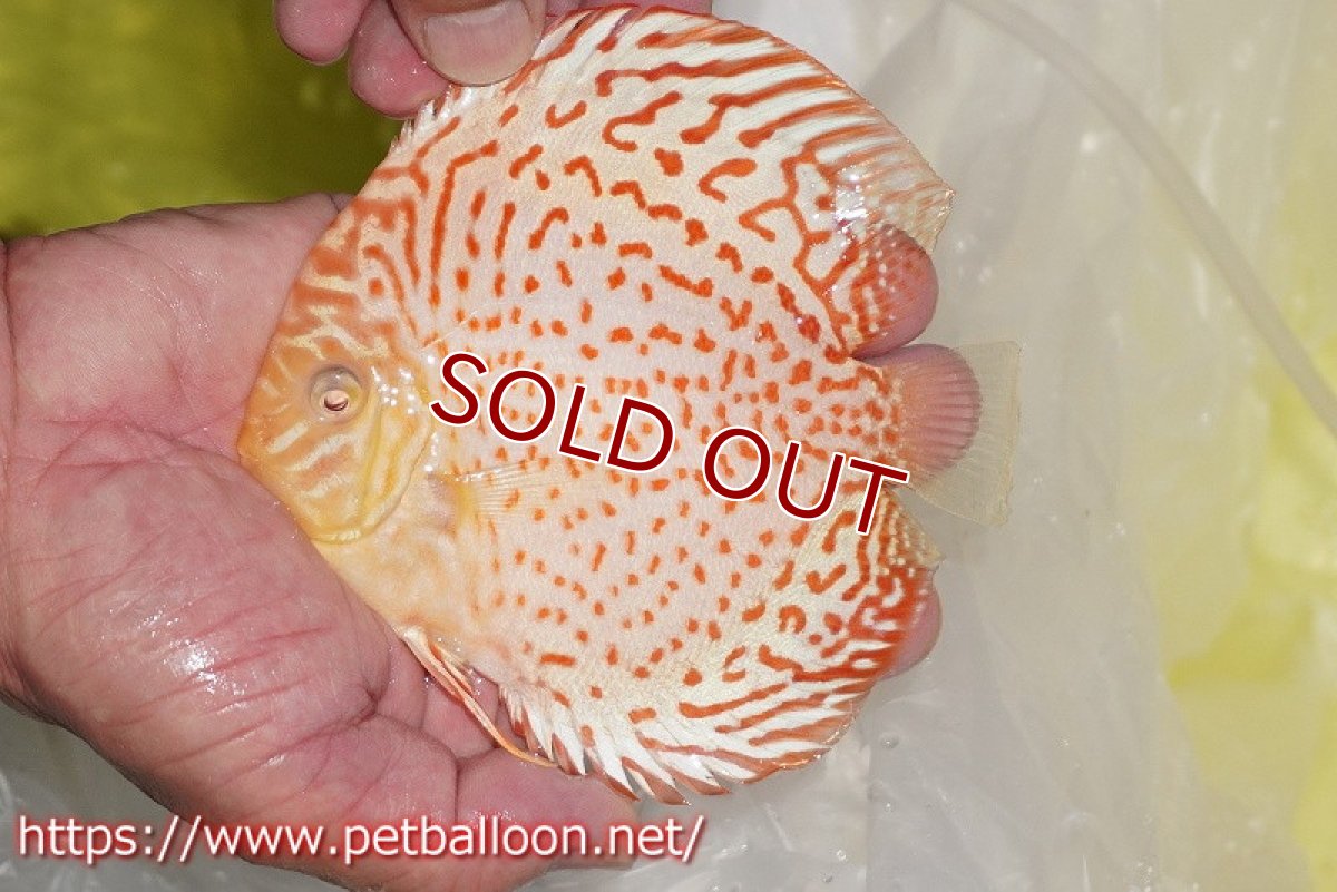 画像2: 【ディスカス】【通販】アルビノリングレオパード【個体販売】12cm（生体）マレーシア　KLディスカスファーム (2)