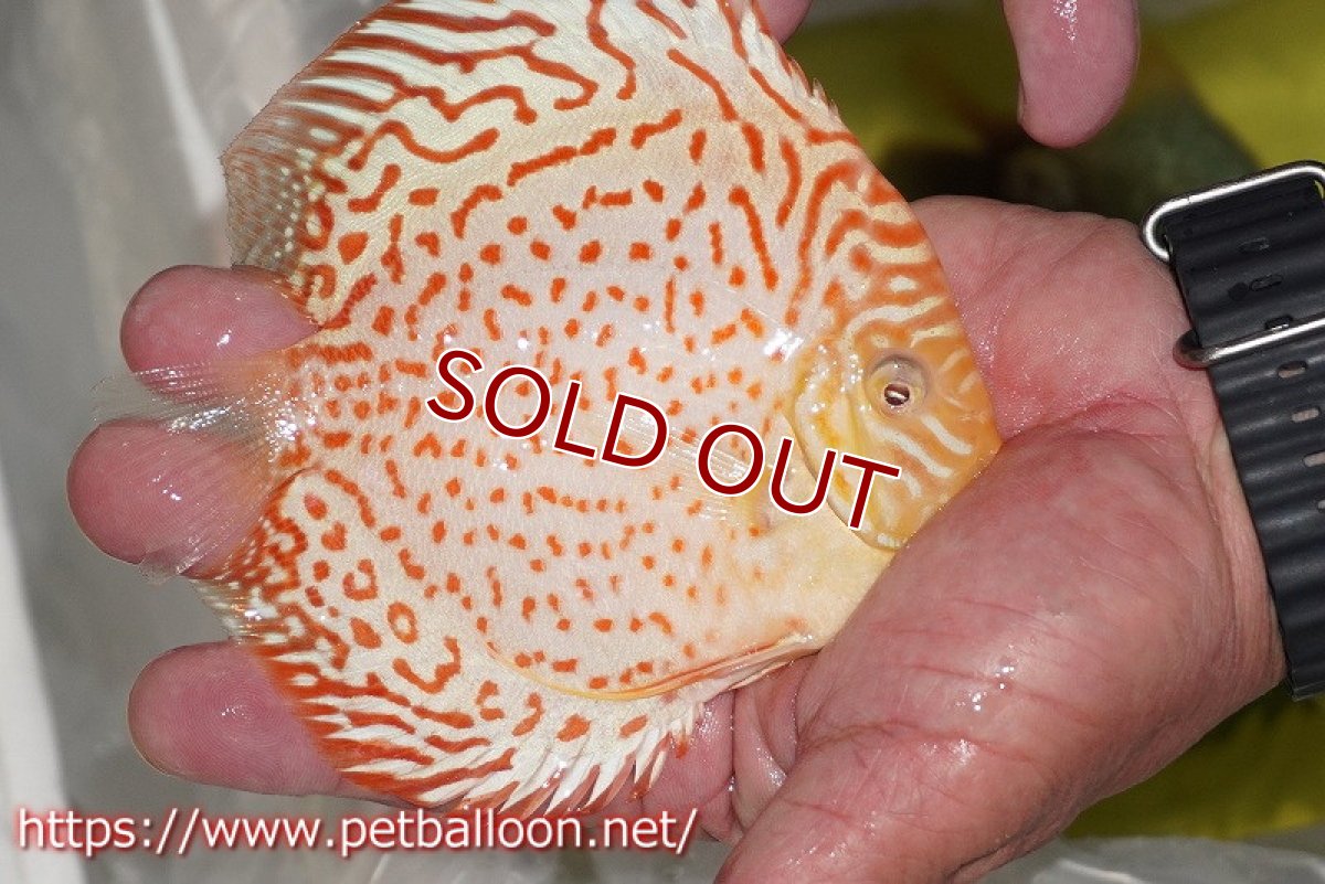 画像3: 【ディスカス】【通販】アルビノリングレオパード【個体販売】12cm（生体）マレーシア　KLディスカスファーム (3)