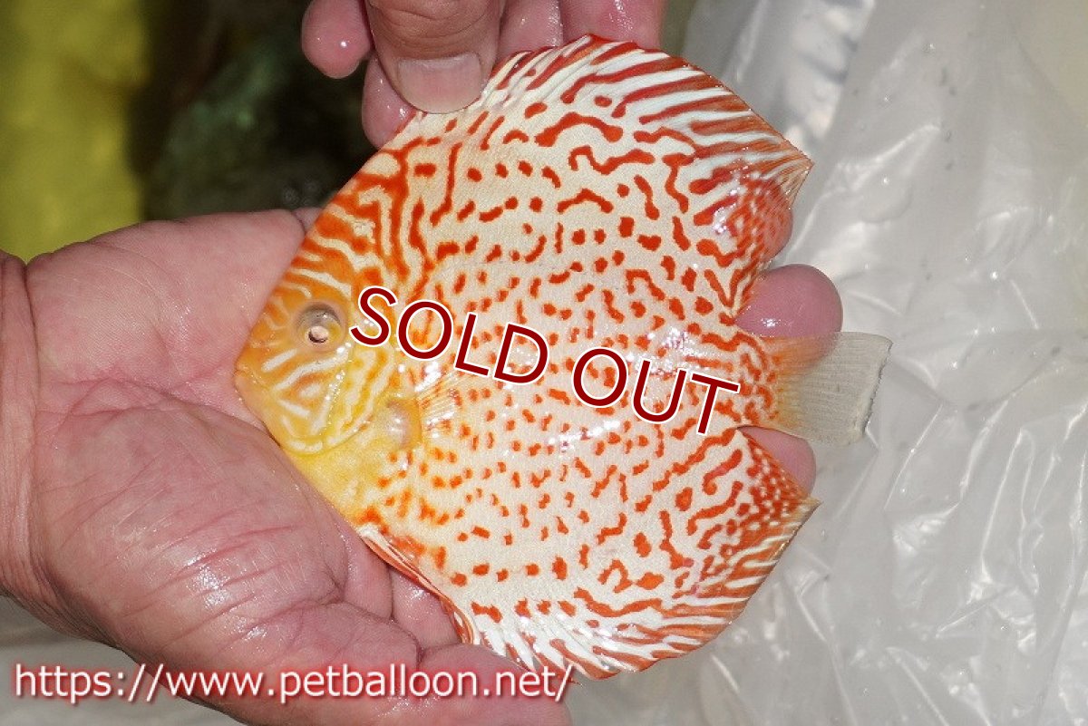 画像2: 【ディスカス】【通販】アルビノリングレオパード【個体販売】12cm（生体）マレーシア　KLディスカスファーム (2)
