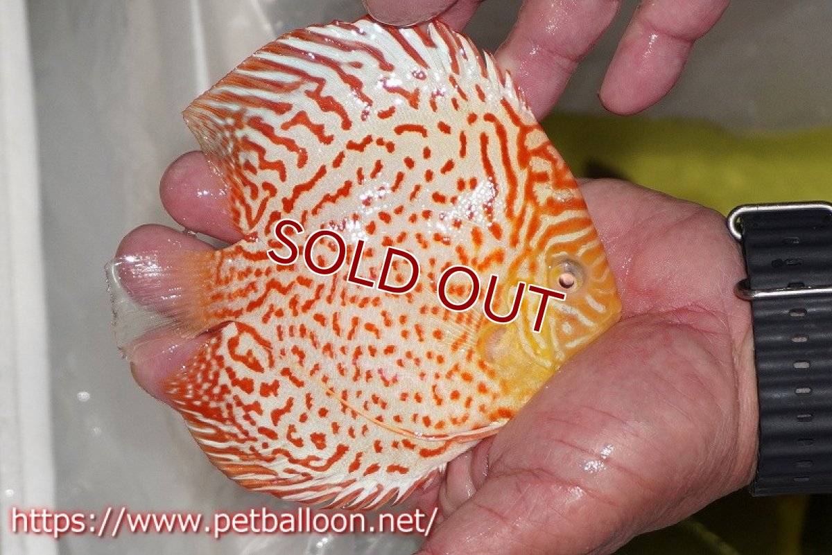 画像3: 【ディスカス】【通販】アルビノリングレオパード【個体販売】12cm（生体）マレーシア　KLディスカスファーム (3)