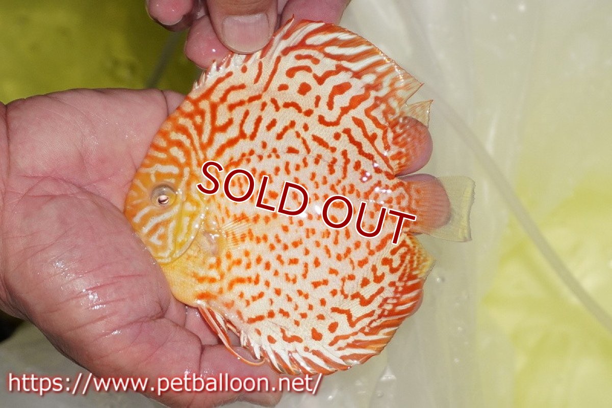 画像2: 【ディスカス】【通販】アルビノリングレオパード【個体販売】12cm（生体）マレーシア　KLディスカスファーム (2)