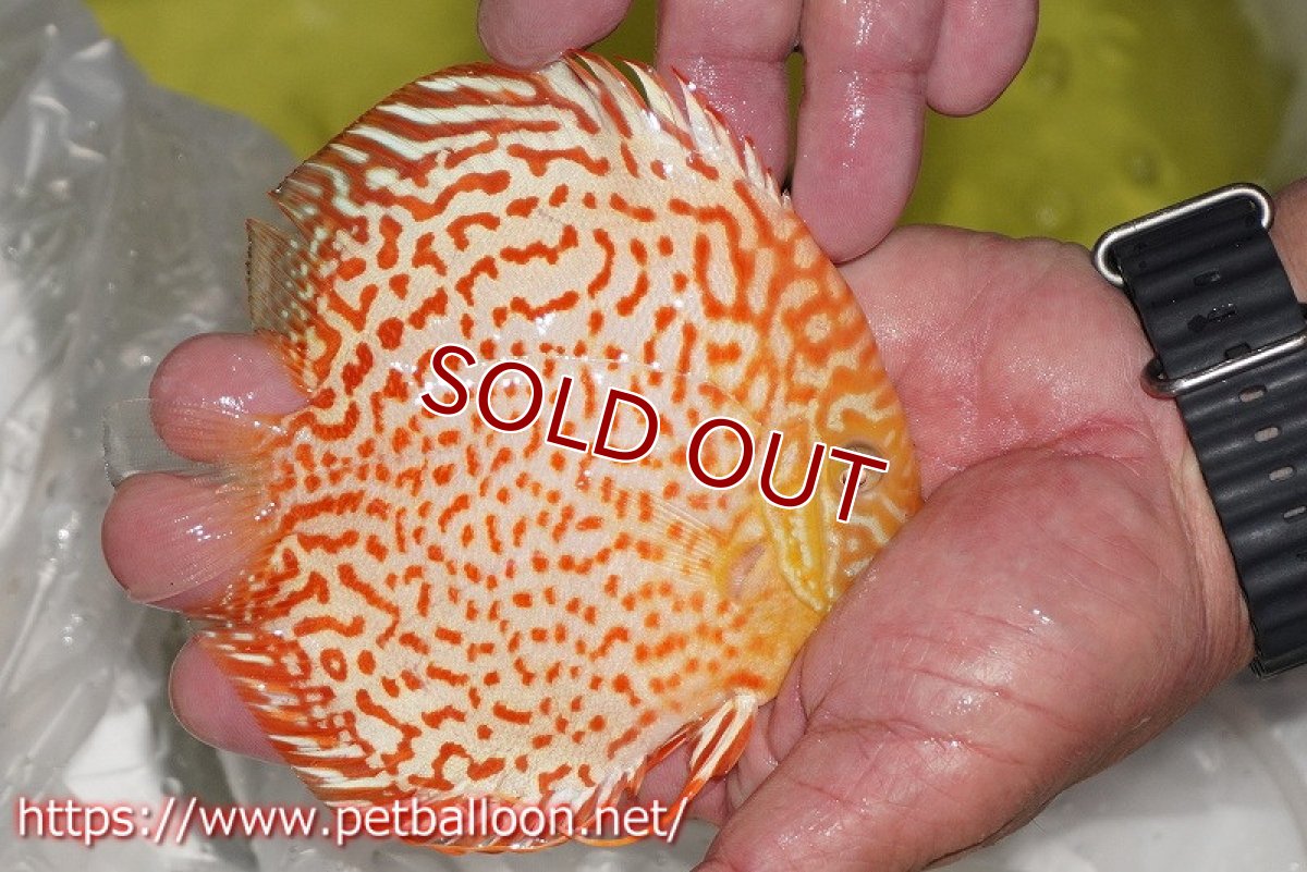 画像3: 【ディスカス】【通販】アルビノリングレオパード【個体販売】12cm（生体）マレーシア　KLディスカスファーム (3)