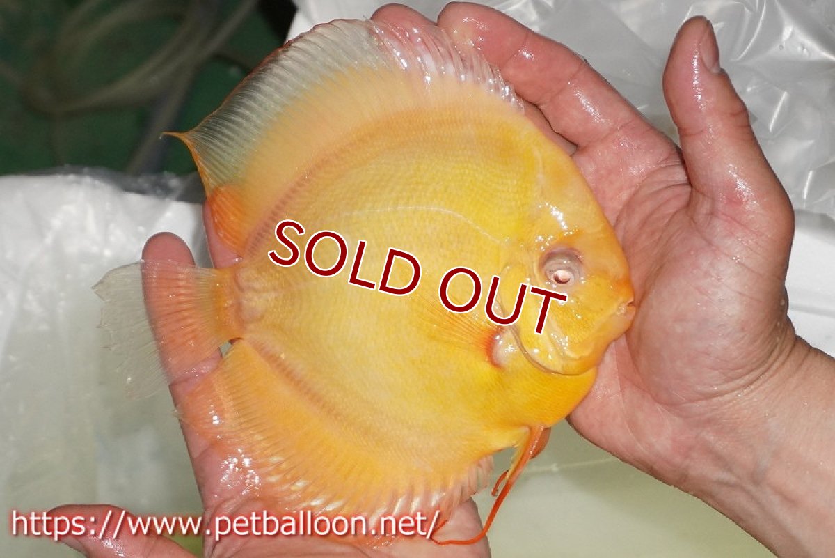 画像2: 【ディスカス】【通販】アルビノパールゴールデン スーパーソリッド（ブリーディングストック個体）【個体販売】16-17cm（生体）マレーシア　KLディスカスファーム (2)