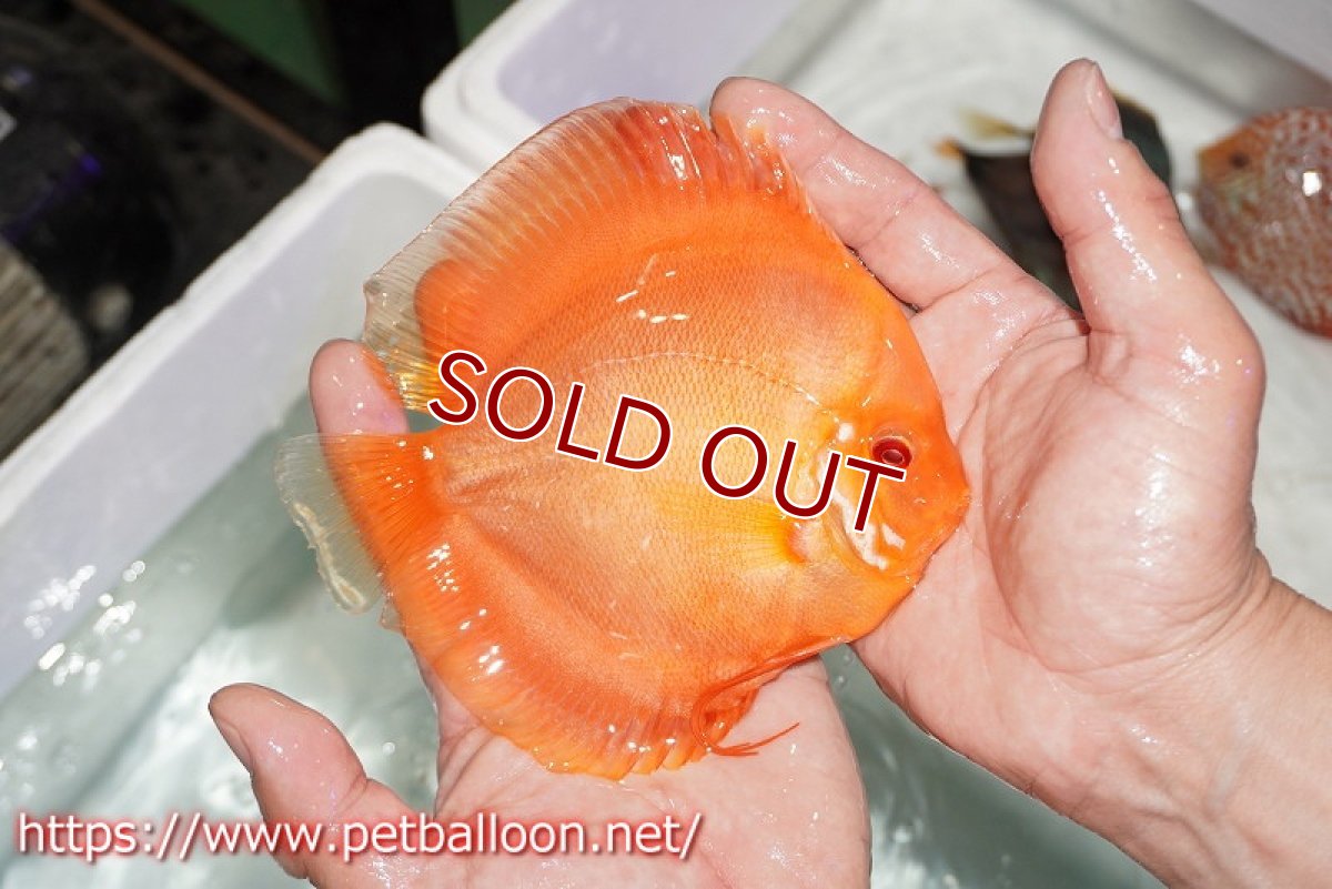 画像3: 【ディスカス】【通販】アルビノサンメラー【個体ペア販売】15cm（生体） (3)