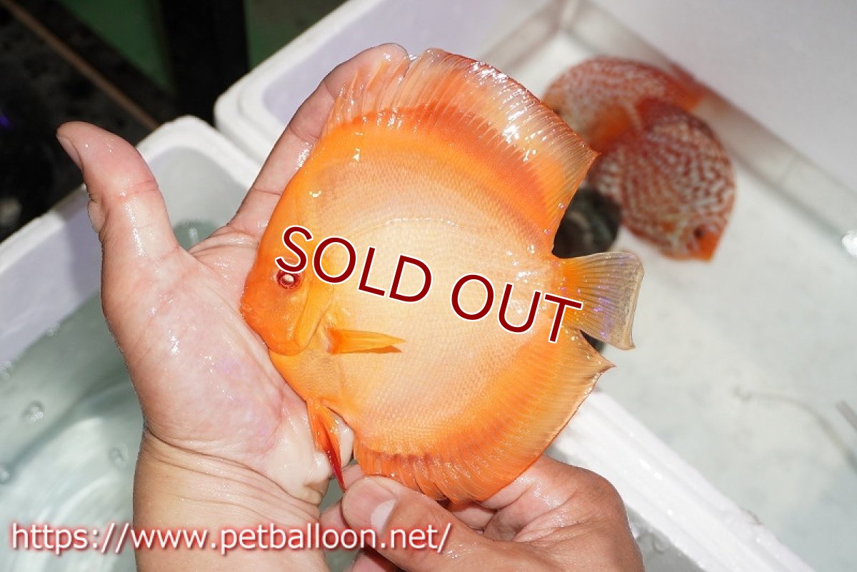 画像4: 【ディスカス】【通販】アルビノサンメラー【個体ペア販売】15cm（生体） (4)