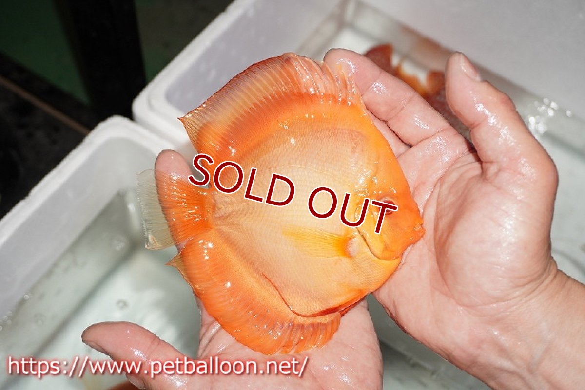 画像5: 【ディスカス】【通販】アルビノサンメラー【個体ペア販売】15cm（生体） (5)