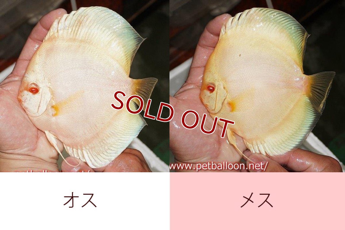 画像1: 【ディスカス】【通販】アルビノブルーダイヤモンド【個体ペア販売】15cm（生体） (1)