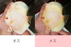 画像1: 【ディスカス】【通販】アルビノブルーダイヤモンド【個体ペア販売】15cm（生体） (1)