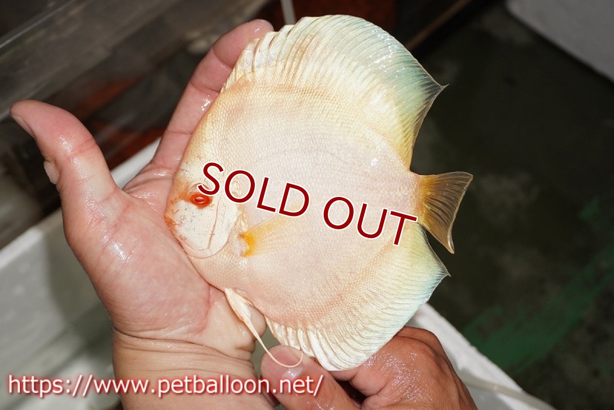 画像2: 【ディスカス】【通販】アルビノブルーダイヤモンド【個体ペア販売】15cm（生体） (2)