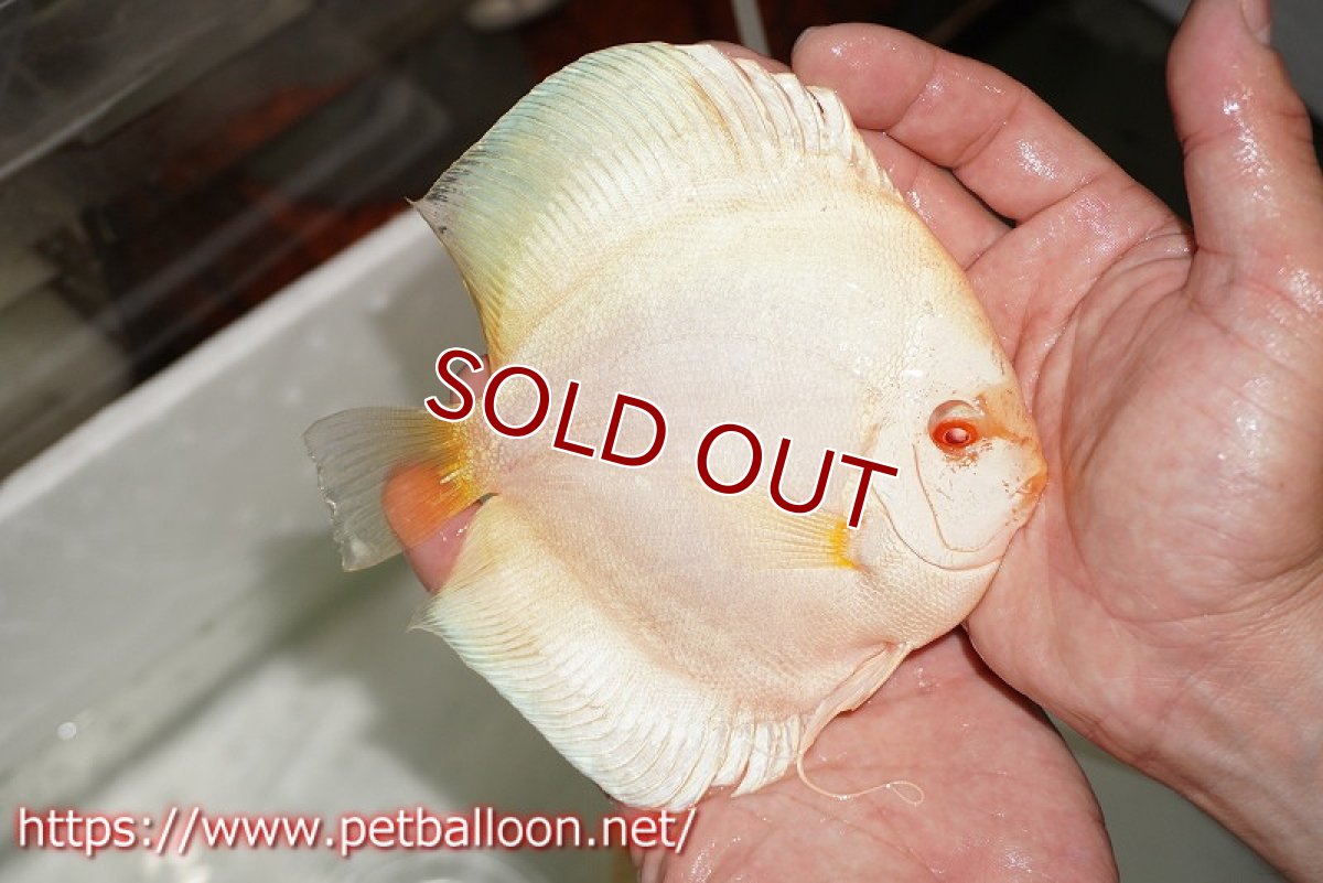 画像3: 【ディスカス】【通販】アルビノブルーダイヤモンド【個体ペア販売】15cm（生体） (3)