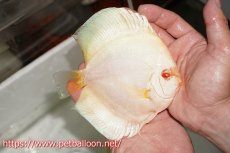 画像3: 【ディスカス】【通販】アルビノブルーダイヤモンド【個体ペア販売】15cm（生体） (3)