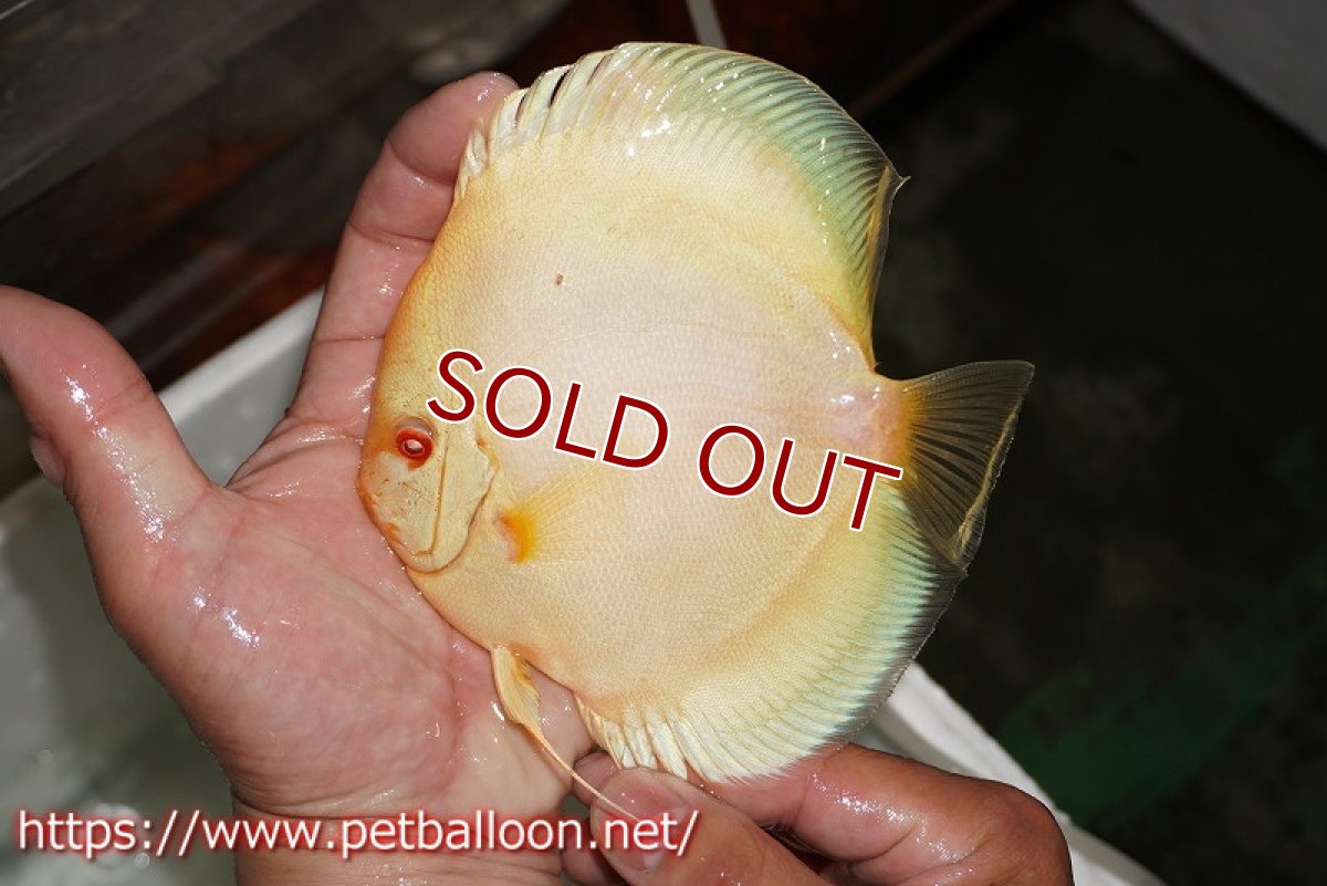 画像4: 【ディスカス】【通販】アルビノブルーダイヤモンド【個体ペア販売】15cm（生体） (4)