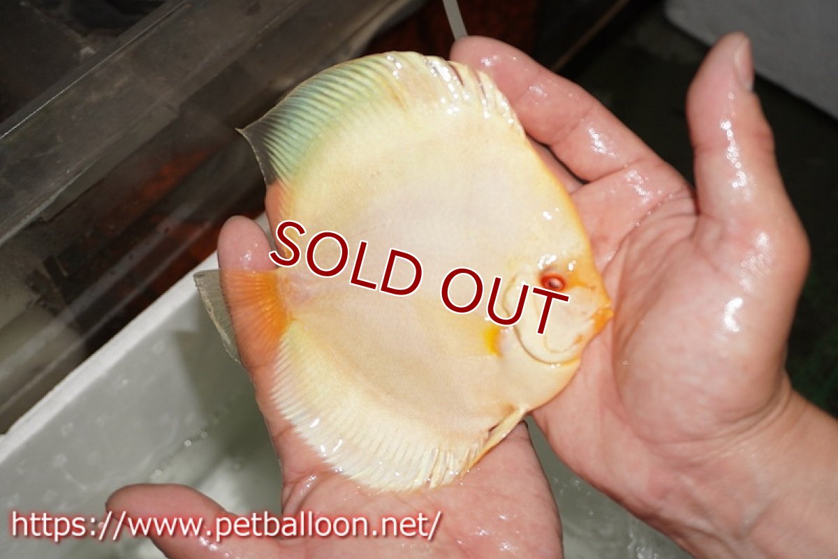 画像5: 【ディスカス】【通販】アルビノブルーダイヤモンド【個体ペア販売】15cm（生体） (5)