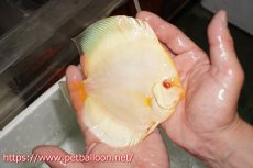 画像5: 【ディスカス】【通販】アルビノブルーダイヤモンド【個体ペア販売】15cm（生体） (5)