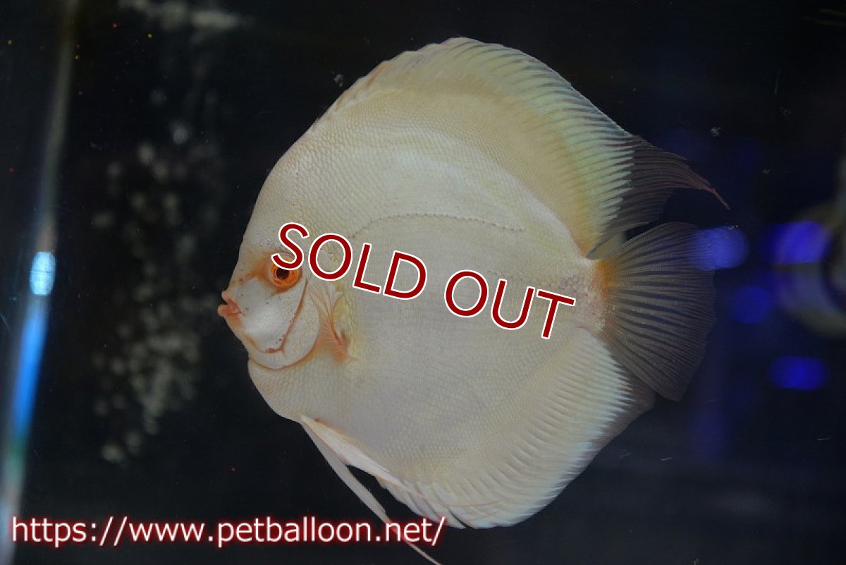 画像2: 【ディスカス】【通販】アルビノブルーダイヤモンド【個体ペア販売】15-16cm（生体） (2)