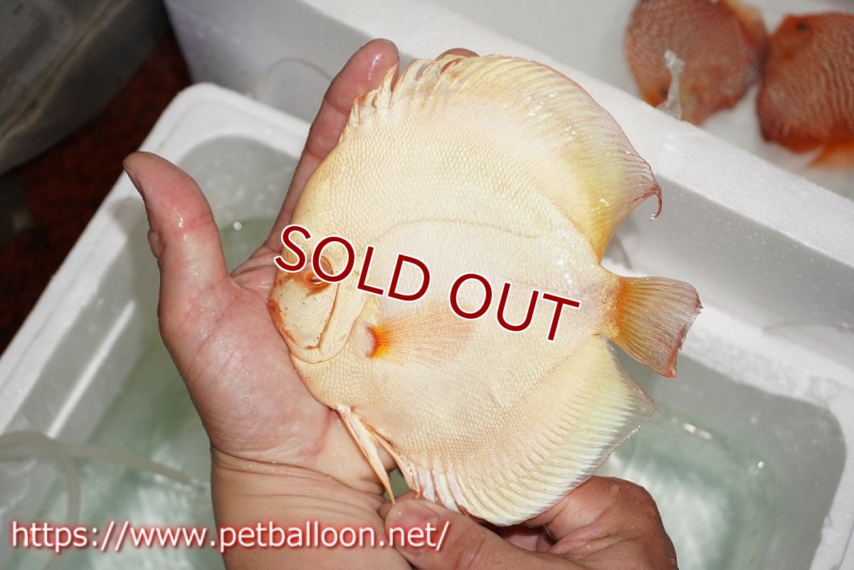 画像3: 【ディスカス】【通販】アルビノブルーダイヤモンド【個体ペア販売】15-16cm（生体） (3)