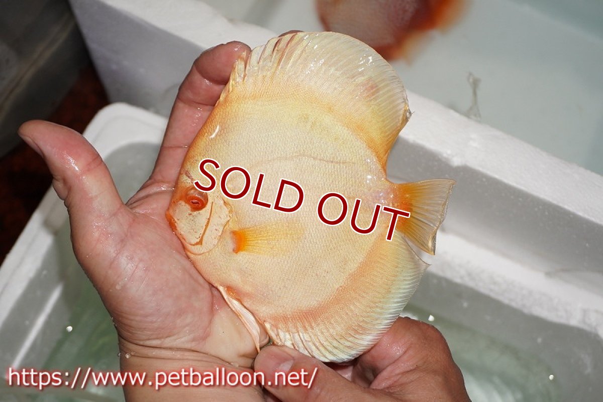 画像6: 【ディスカス】【通販】アルビノブルーダイヤモンド【個体ペア販売】15-16cm（生体） (6)