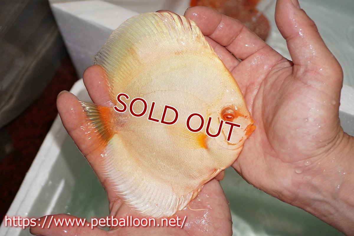 画像7: 【ディスカス】【通販】アルビノブルーダイヤモンド【個体ペア販売】15-16cm（生体） (7)