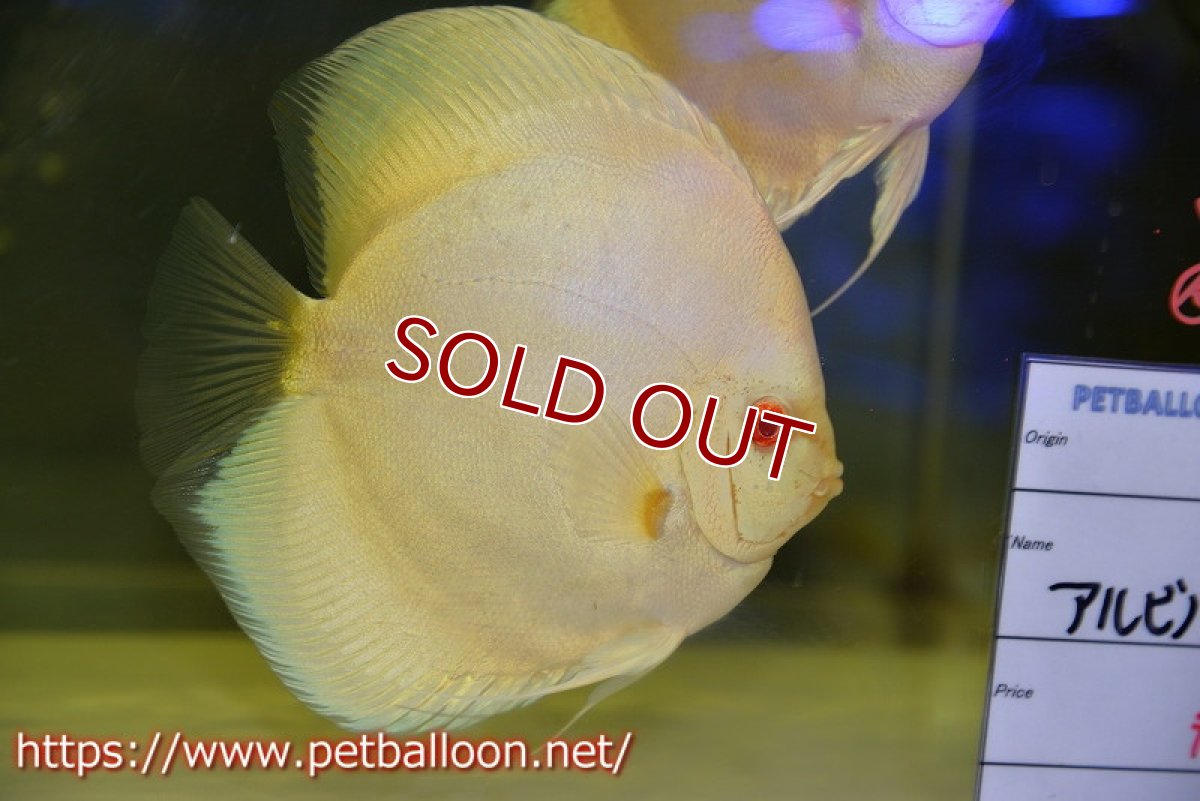 画像2: 【ディスカス】【ディスカス】【通販】【産卵経験あり】アルビノブルーダイヤモンド【個体ペア販売】15-16cm（生体） (2)