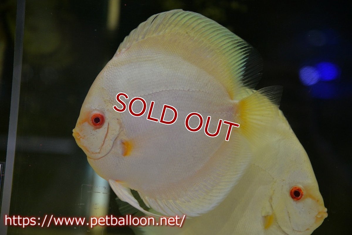 画像3: 【ディスカス】【ディスカス】【通販】【産卵経験あり】アルビノブルーダイヤモンド【個体ペア販売】15-16cm（生体） (3)