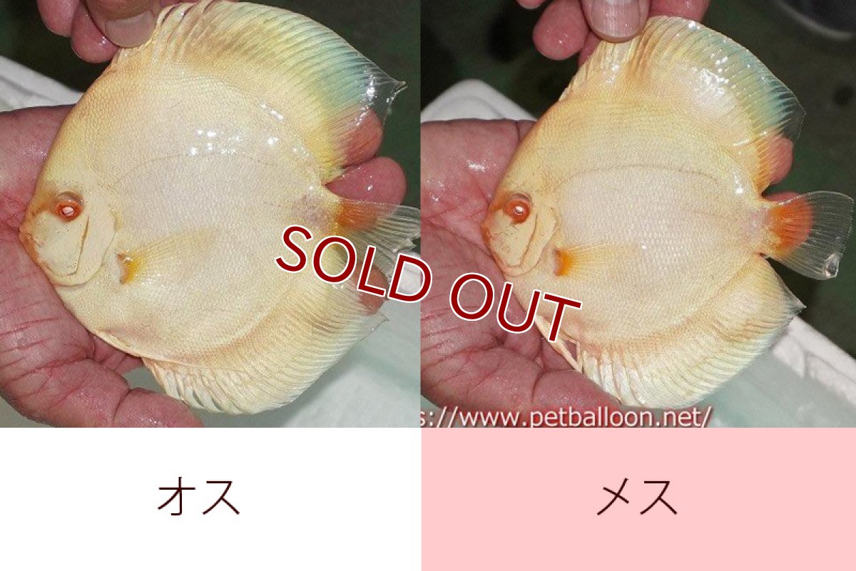 画像4: 【ディスカス】【ディスカス】【通販】【産卵経験あり】アルビノブルーダイヤモンド【個体ペア販売】15-16cm（生体） (4)