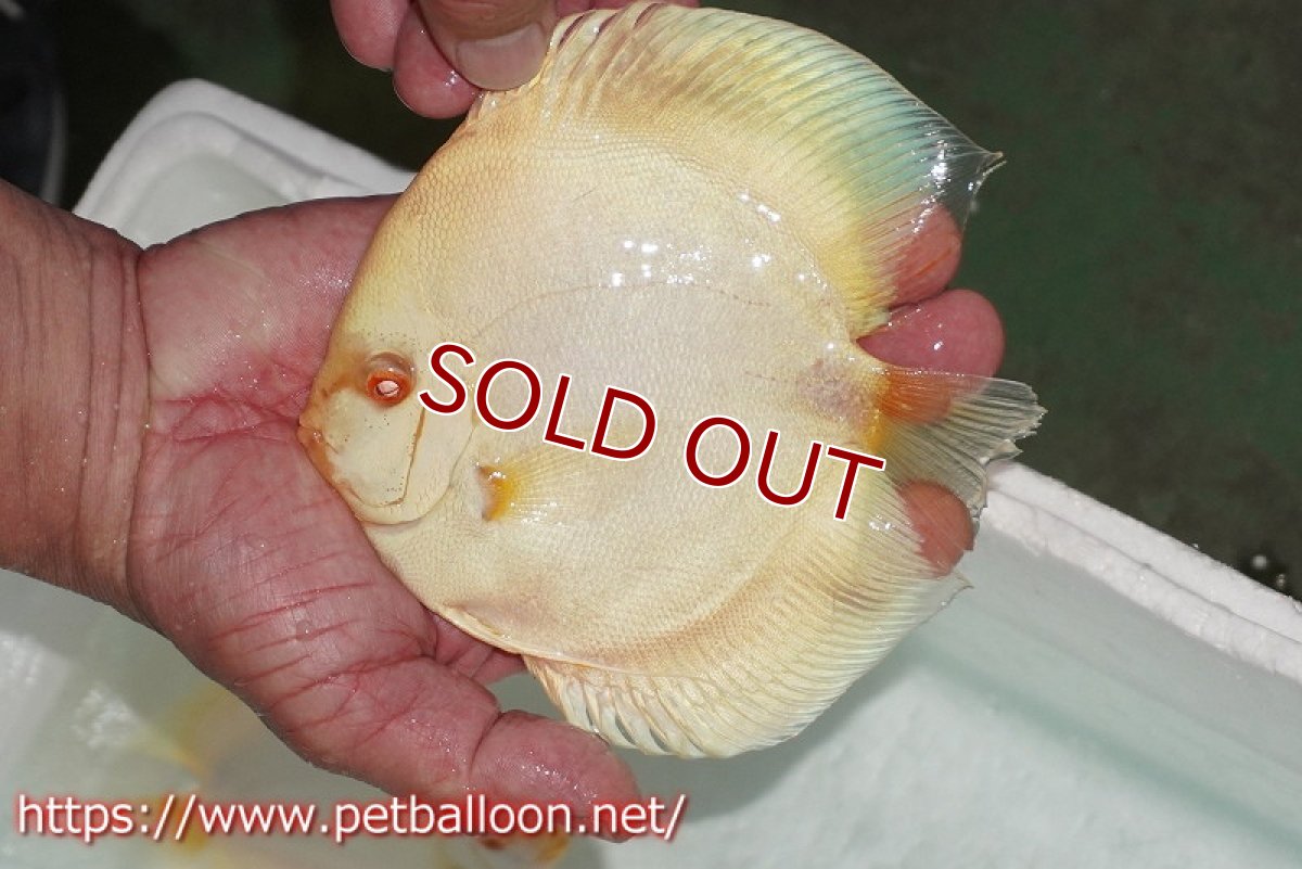 画像5: 【ディスカス】【ディスカス】【通販】【産卵経験あり】アルビノブルーダイヤモンド【個体ペア販売】15-16cm（生体） (5)