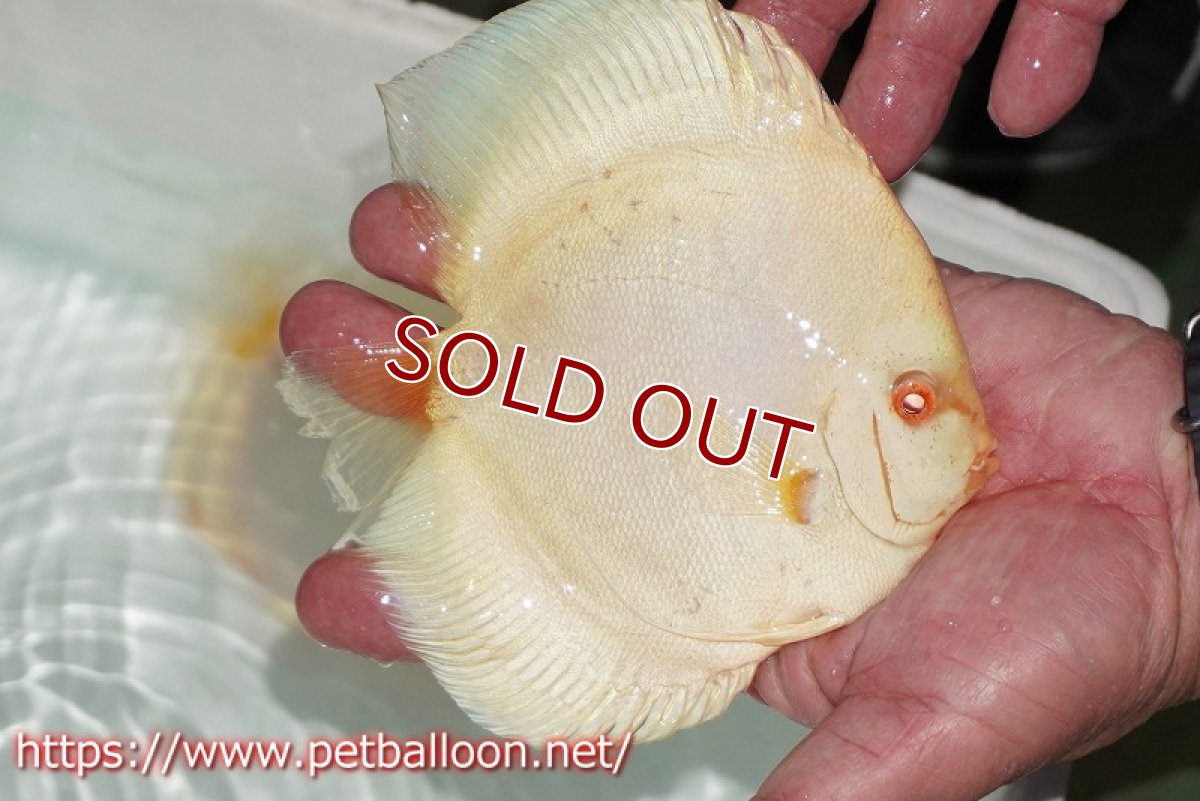 画像6: 【ディスカス】【ディスカス】【通販】【産卵経験あり】アルビノブルーダイヤモンド【個体ペア販売】15-16cm（生体） (6)