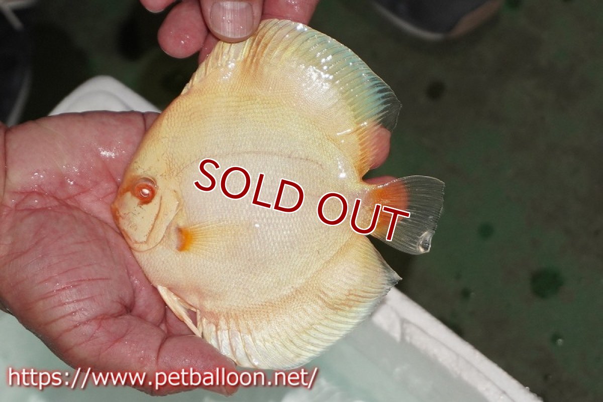 画像7: 【ディスカス】【ディスカス】【通販】【産卵経験あり】アルビノブルーダイヤモンド【個体ペア販売】15-16cm（生体） (7)