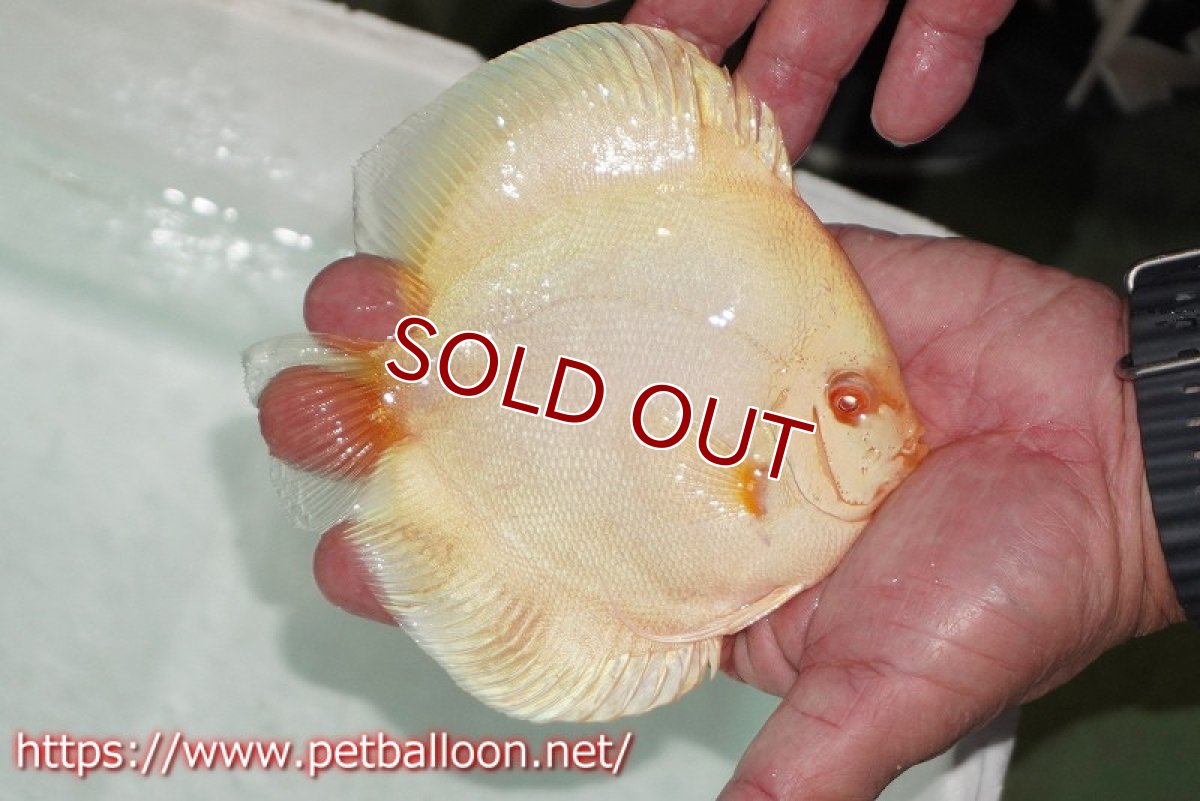 画像8: 【ディスカス】【ディスカス】【通販】【産卵経験あり】アルビノブルーダイヤモンド【個体ペア販売】15-16cm（生体） (8)