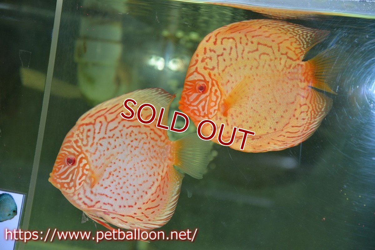 画像1: 【ディスカスペア祭り対象個体】【ディスカス】【通販】【産卵孵化経験あり】アルビノレオパード【個体ペア販売】15cm（生体） (1)