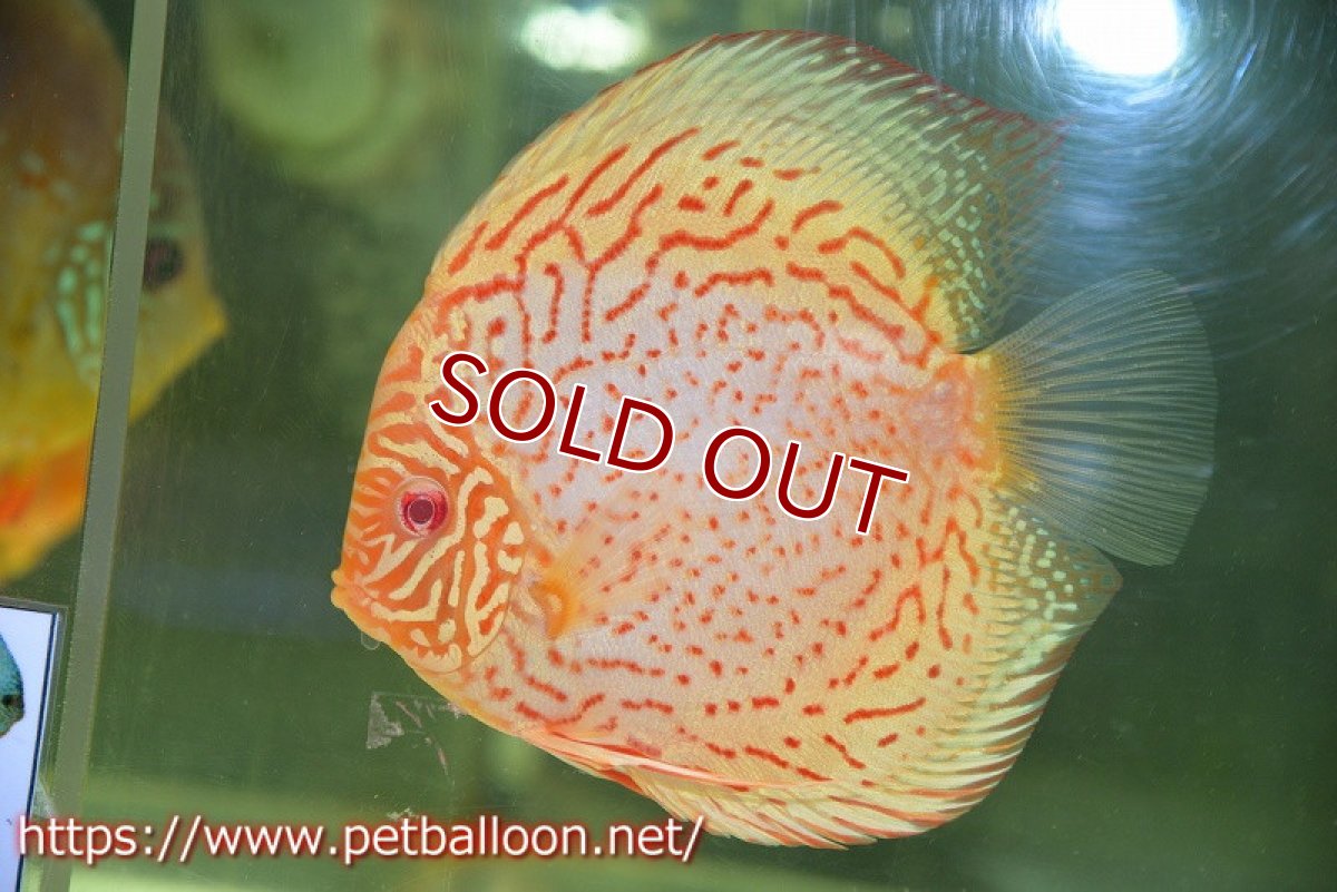 画像2: 【ディスカスペア祭り対象個体】【ディスカス】【通販】【産卵孵化経験あり】アルビノレオパード【個体ペア販売】15cm（生体） (2)