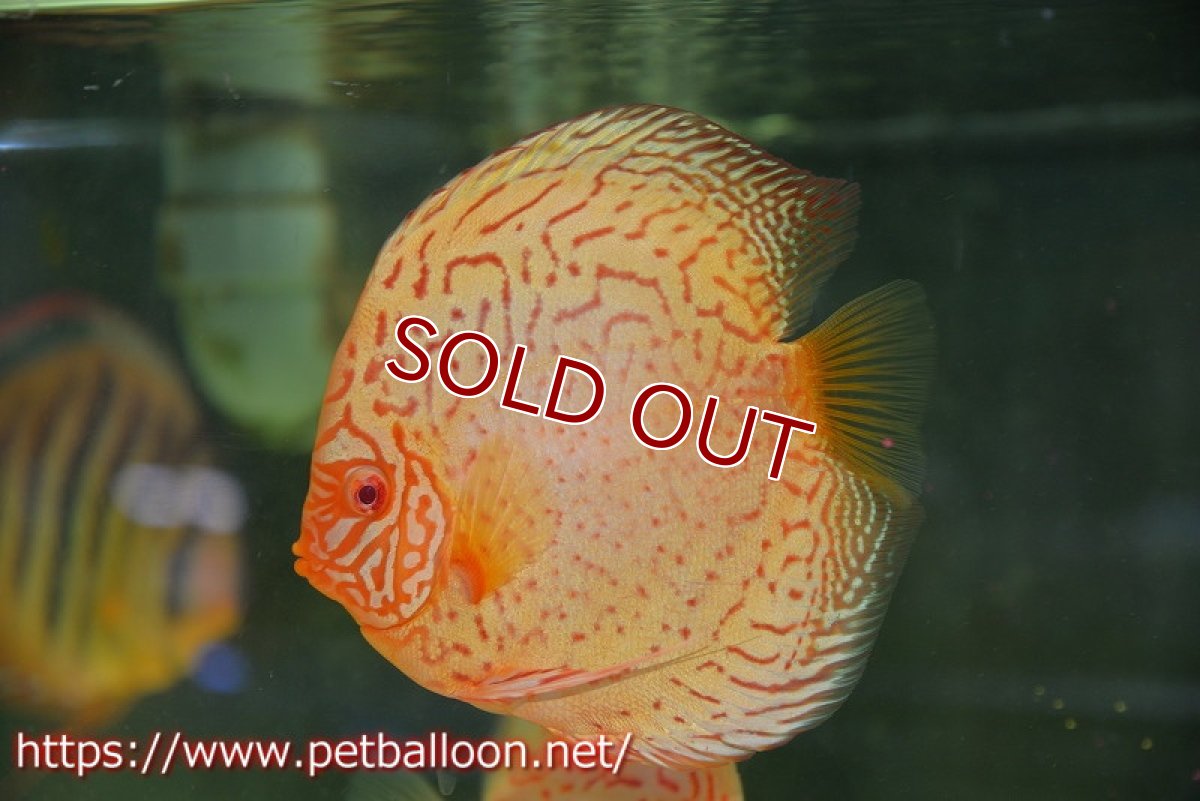 画像3: 【ディスカスペア祭り対象個体】【ディスカス】【通販】【産卵孵化経験あり】アルビノレオパード【個体ペア販売】15cm（生体） (3)