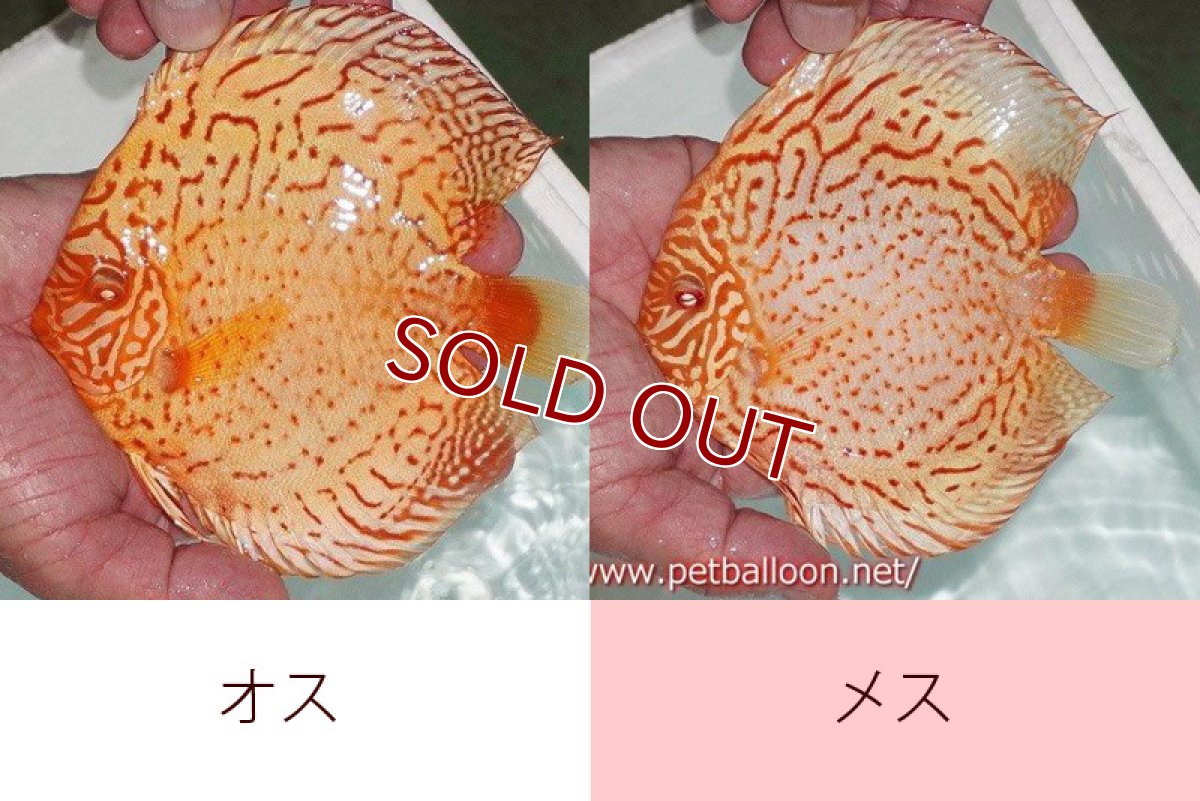 画像4: 【ディスカスペア祭り対象個体】【ディスカス】【通販】【産卵孵化経験あり】アルビノレオパード【個体ペア販売】15cm（生体） (4)