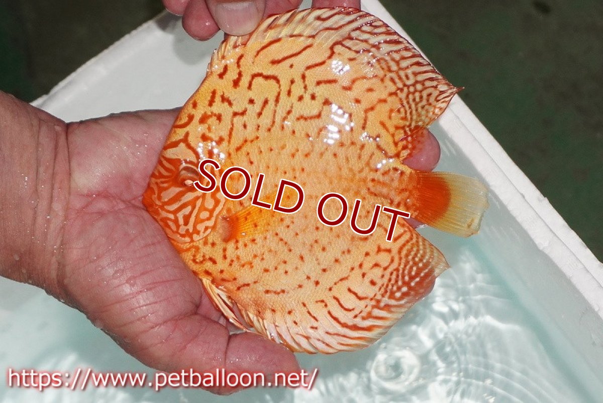 画像5: 【ディスカスペア祭り対象個体】【ディスカス】【通販】【産卵孵化経験あり】アルビノレオパード【個体ペア販売】15cm（生体） (5)