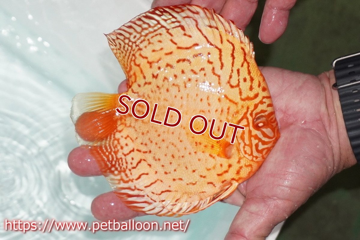 画像6: 【ディスカスペア祭り対象個体】【ディスカス】【通販】【産卵孵化経験あり】アルビノレオパード【個体ペア販売】15cm（生体） (6)