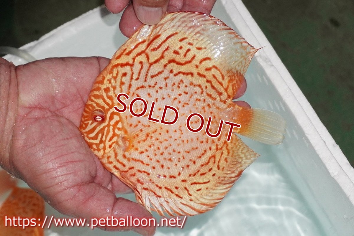 画像7: 【ディスカスペア祭り対象個体】【ディスカス】【通販】【産卵孵化経験あり】アルビノレオパード【個体ペア販売】15cm（生体） (7)