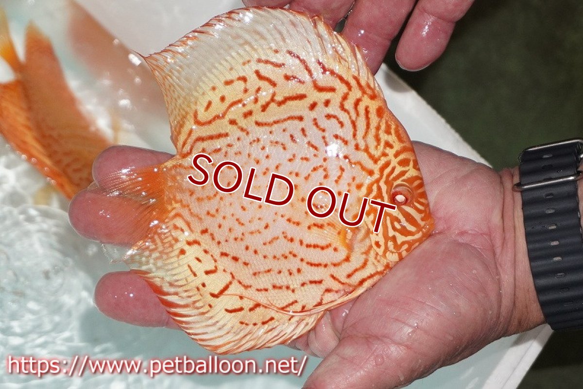 画像8: 【ディスカスペア祭り対象個体】【ディスカス】【通販】【産卵孵化経験あり】アルビノレオパード【個体ペア販売】15cm（生体） (8)