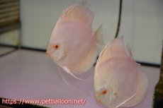 画像1: 【ディスカス】【通販】アルビノプラチニウム（ハイフォーム）【個体ペア販売】12cm（生体）マレーシア　NAディスカスファーム (1)