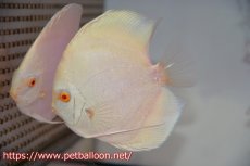 画像2: 【ディスカス】【通販】アルビノプラチニウム（ハイフォーム）【個体ペア販売】12cm（生体）マレーシア　NAディスカスファーム (2)